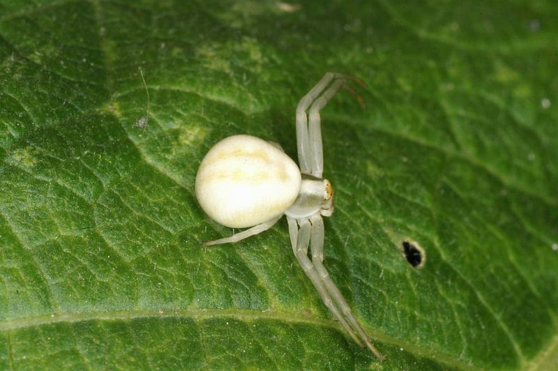 Misumena_vatia_D5210_Z_89_Les Gris_Frankrijk.jpg